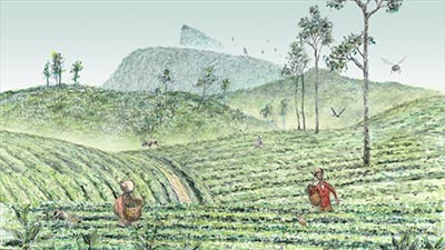 The Story of Numi Organic Tea
